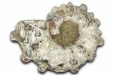 Bumpy Ammonite (Douvilleiceras) Fossil - Madagascar #343820-1